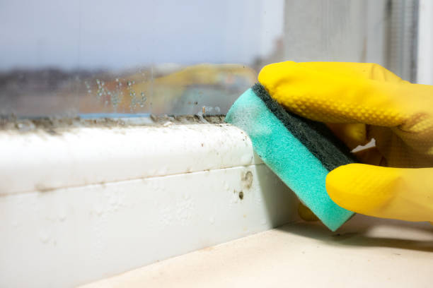 Best Office Mold Removal Services  in Bayard, NE