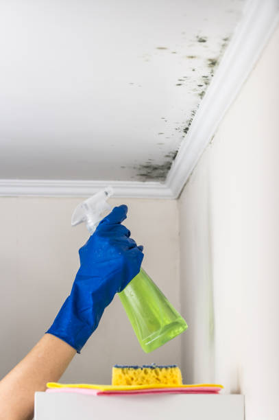 Office Mold Removal Services in Bayard, NE